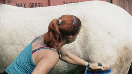 A woman brushing a white horse