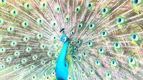 A young peacock displays Its feathers to attract a female.