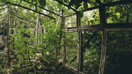 Abandoned greenhouse.