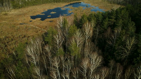 Aerial flyover of a swamp lake in springtime.