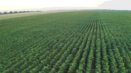 Aerial panorama of a gigantic field of crops