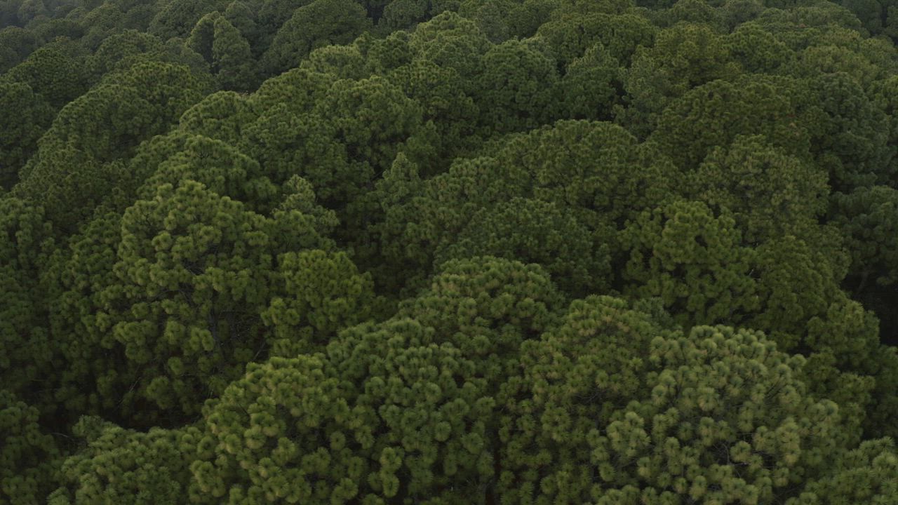 Aerial tour of a dense forest full of trees - Free Stock Video