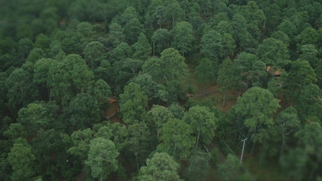 Aerial view of a forest with cabins.