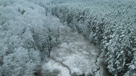 Aerial view of a frozen forest.