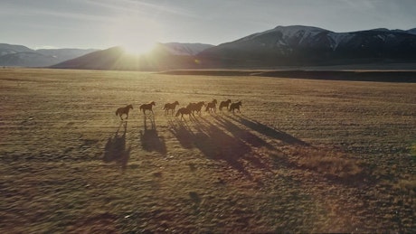 Aerial view of a heard of wild horses running across the plains.