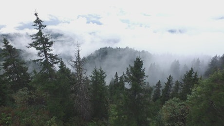 Aerial view of a pine forest with fog and clouds