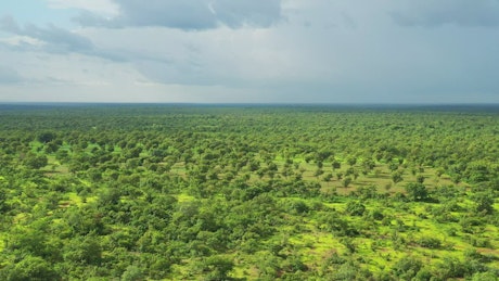 Aerial view of a plain covered with trees and vegetation.