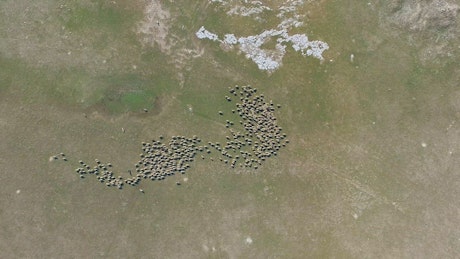 Aerial view of a sheep herd.
