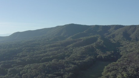 Aerial view of a vast forest.