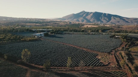 Aerial view of an agriculture field at the morning.