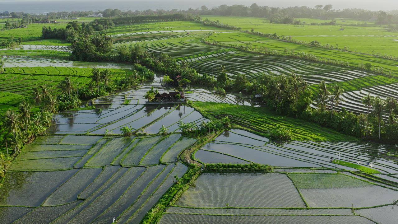 Aerial view of Indonesian rice paddy farms - Free Stock Video