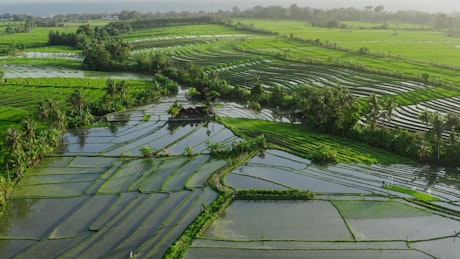 Aerial view of Indonesian rice paddy farms.