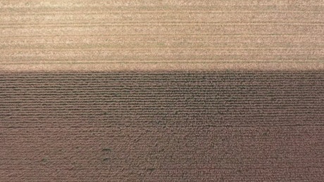 Aerial view of machine harvesting the fields.