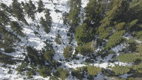 Aerial view of the forest in the morning.