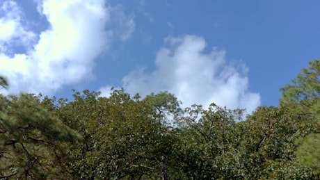 Aerial view of the green canopy of the forest against a blue sky with long white clouds.