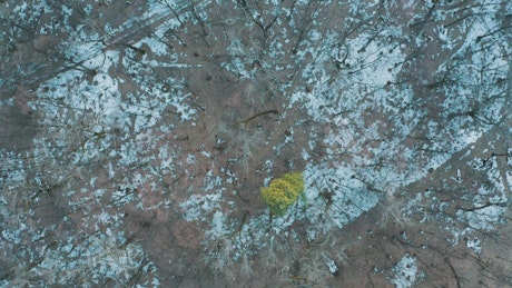 Aerial view of the winter forest