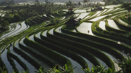 Aerial view of tiered Indonesian rice paddys in sunlight.