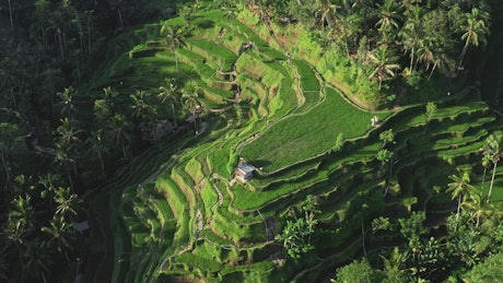 Aerial view of tiered rice paddies in Indonesia.