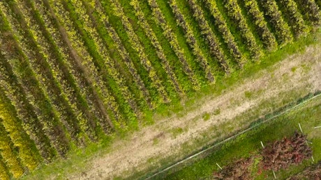Aerial view of vineyards.