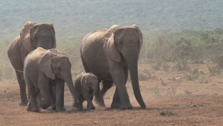 African elephants walking on a dusty ground.
