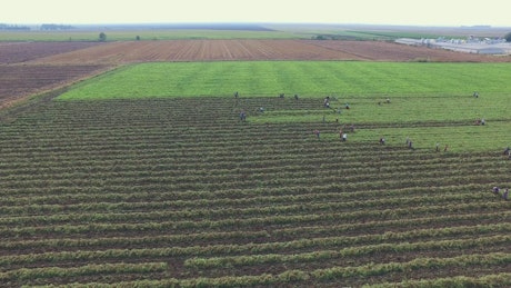 Agricultural workers harvesting the field.