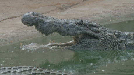 Alligator with an open mouth.