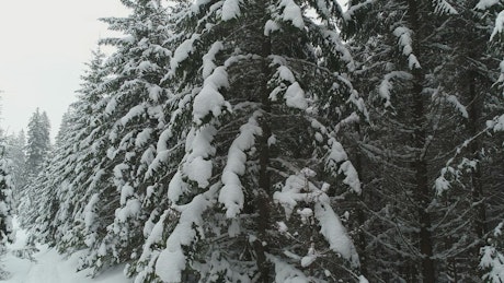 Alps with tall pine trees full of snow.