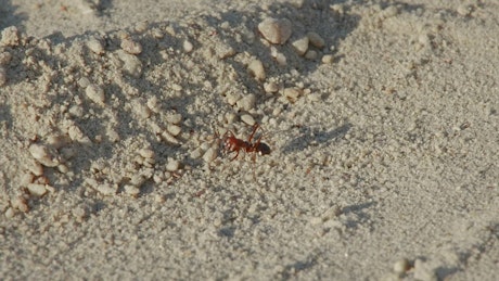 An ant walks in circles on sand.