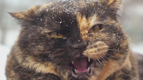 Angry wild cat with snow in hair.