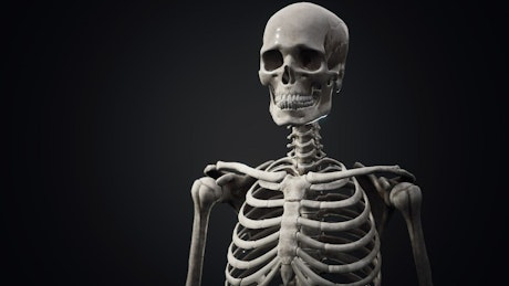 Animation of the human skeleton against a blach background.