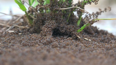 Ant infestation.