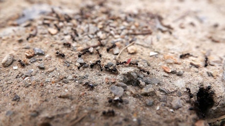 Ants entering its anthill.