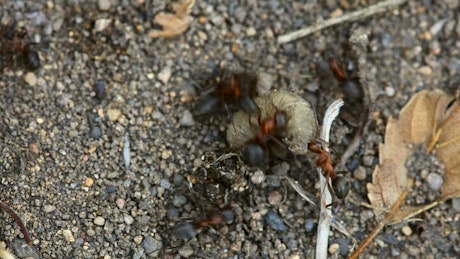 Ants fighting a larva