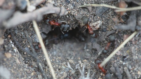 Ants in an anthill.