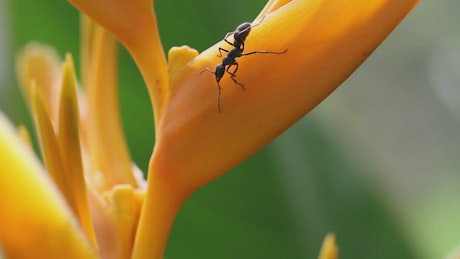 Ants on an orange flower.