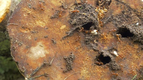 Ants working around a nest