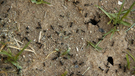 Ants working near their anthill.