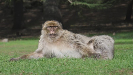 Ape laying on the grass.
