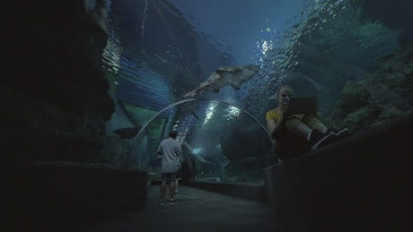 Aquarium tunnel of sharks.