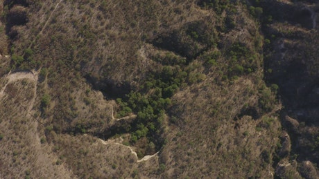 Arid environment with trees from above.