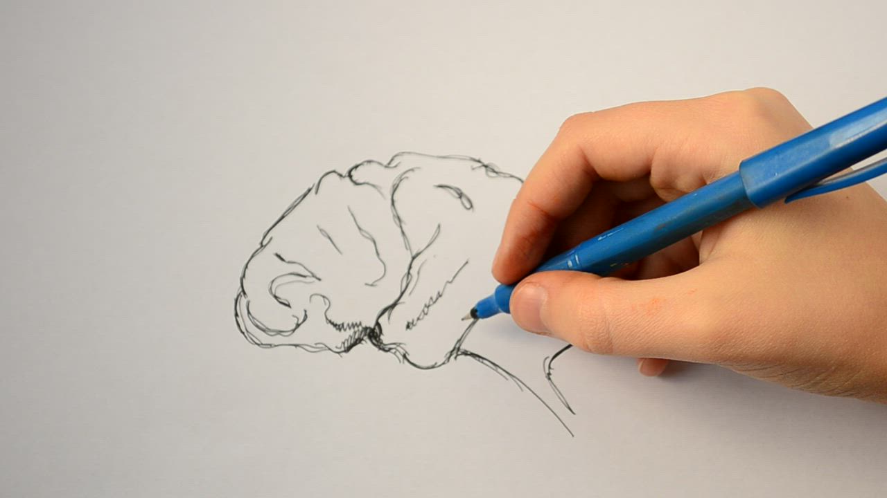 How to draw brain diagram easily | Brain diagram, Brain drawing, Human brain  diagram