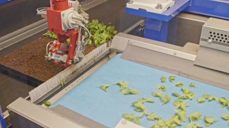 Automated planting process using advanced robot.