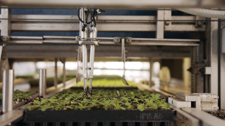Automatic sprout planting.