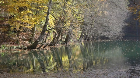 Autumn forest and a lake