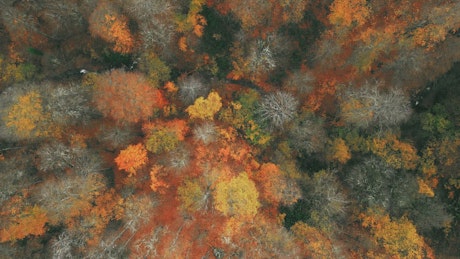 Autumn forest below as a drone flies overhead.
