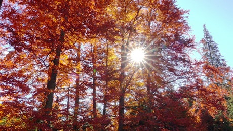 Autumn forest trees with sunshine.