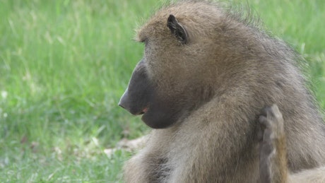 Baboon monkey eating seeds.