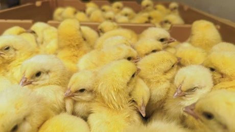 Baby chicks in a crate all huddled together.