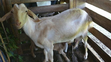 山羊宝宝在农场喝妈妈的奶
