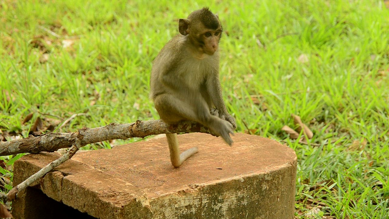 Baby monkey  888slot sitting on a branch